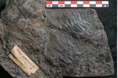 Foto (Detailansicht) von Palissya podocarpoides Ettingshausen (NHMW-GEO-2024-0188-10308)